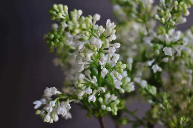 florist reading spring wedding flowers