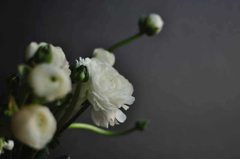 ranunculus reading florist Green Parlour