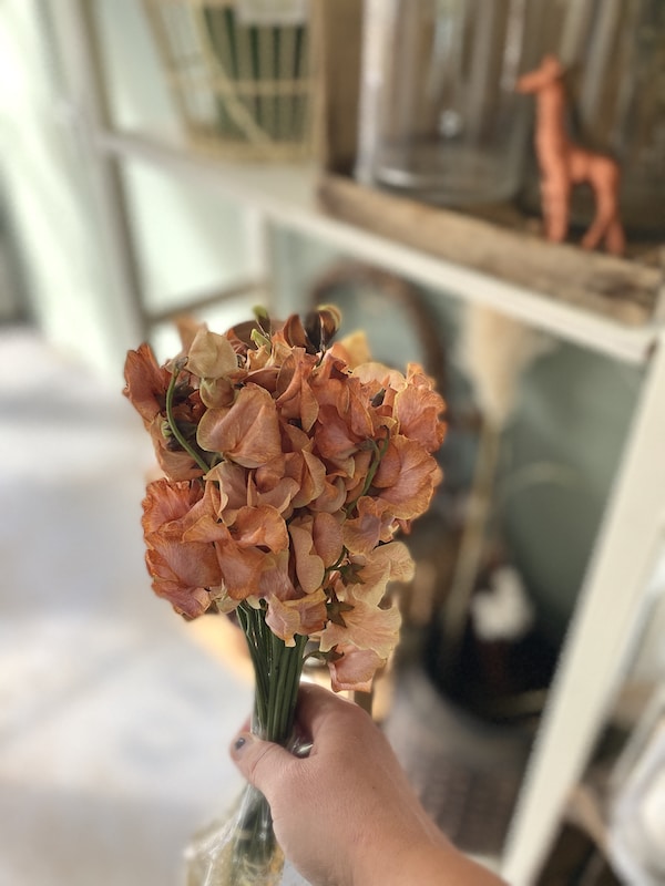 Image shows a womans hans holding up some orange sweet pea flowers