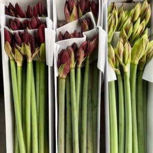 Red Amaryllis Stems