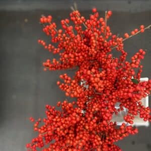 Ilex Berries