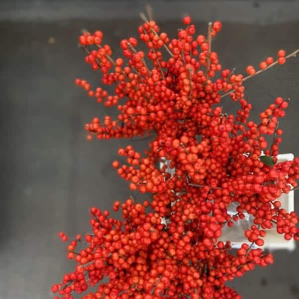 Ilex Berries
