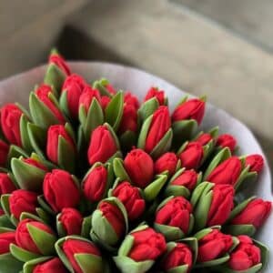 Christmas Red Tulip Bundle