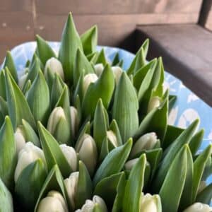 Christmas White Tulip Bundle