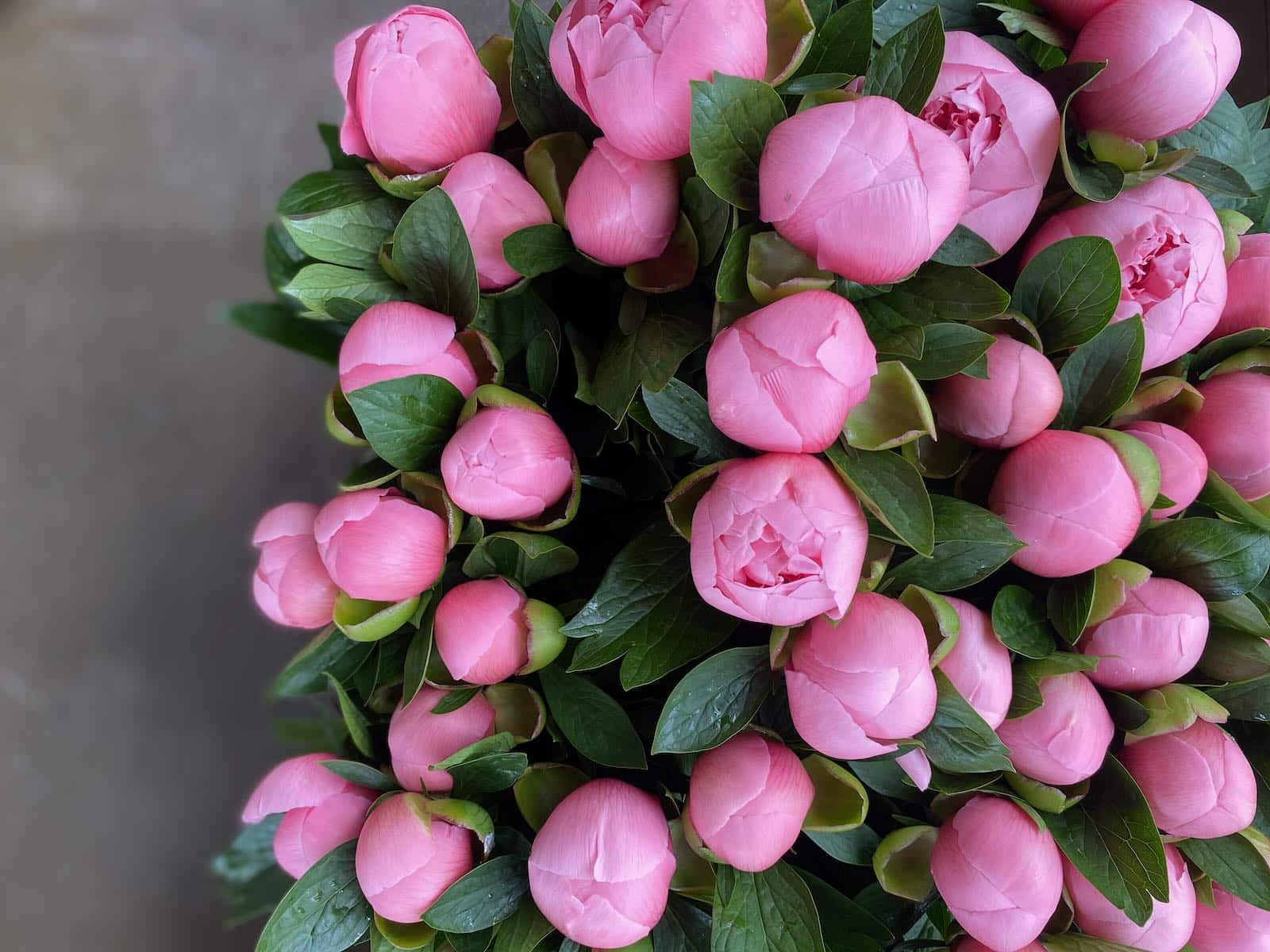 over head view of paeonia peonies for focal flowers